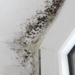 почистване на мухъл