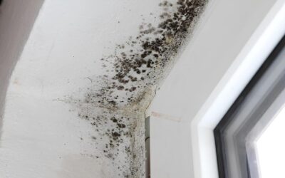 почистване на мухъл